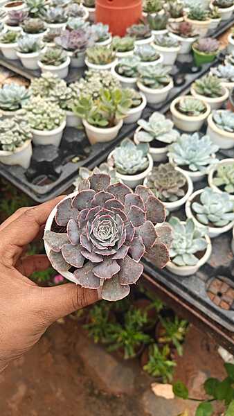 Echeveria Perle von Nurnberg