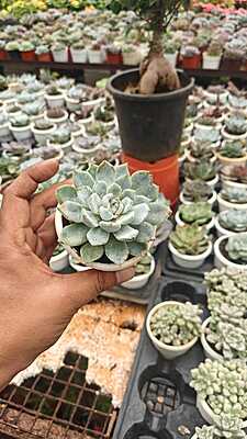 Echeveria elegans