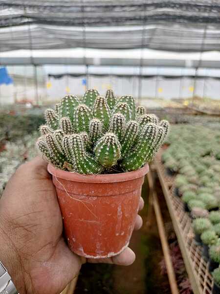 Echinopsis Chamaecereus Echinopsis Chamaecereus