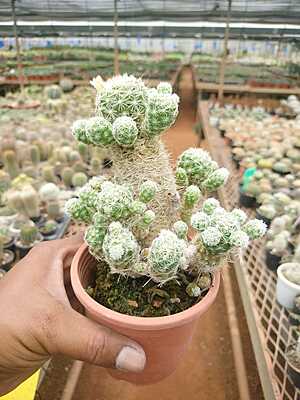 Echinopsis Chamaee Echinopsis Chamaee