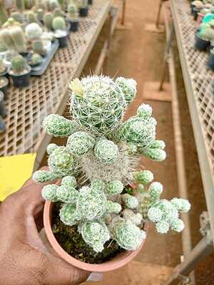 Echinopsis Chamaee Echinopsis Chamaee