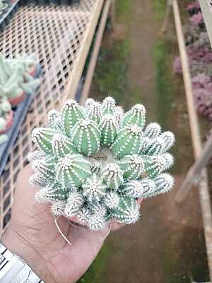 Echinopsis Cucumber Echinopsis Cucumber