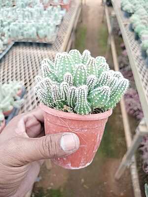 Echinopsis Cucumber Echinopsis Cucumber