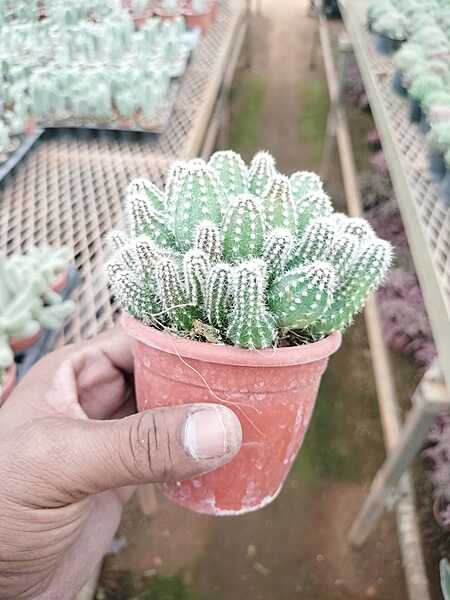 Echinopsis Cucumber Echinopsis Cucumber