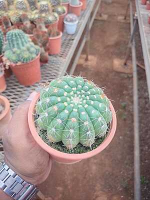 Echinopsis Oxygona