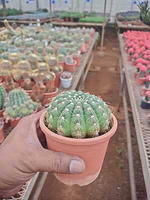 Echinopsis Oxygona