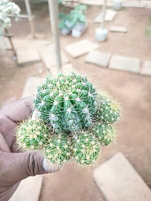 Echinopsis Rainbow Bursts
