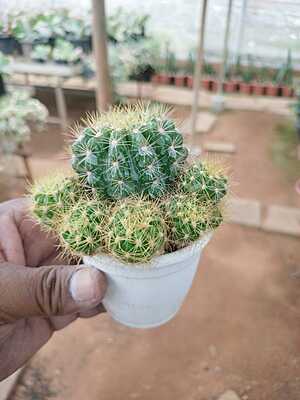 Echinopsis Rainbow Bursts