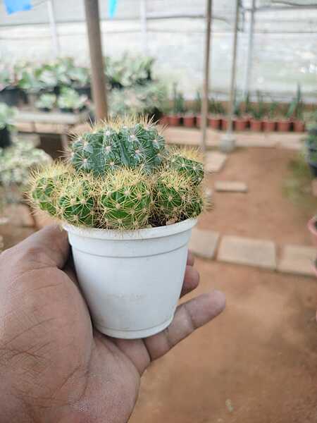Echinopsis Rainbow Bursts