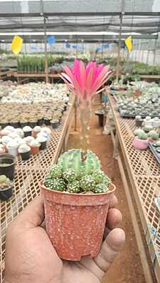 Echinopsis subdenudata Echinopsis subdenudata