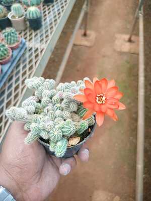 Echinopsis silvestri Echinopsis silvestri