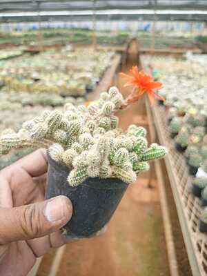 Echinopsis silvestri Echinopsis silvestri