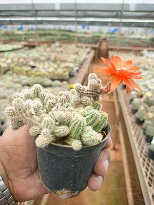 Echinopsis silvestri Echinopsis silvestri