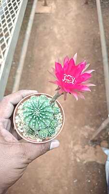 Echinopsis subdenudata Echinopsis subdenudata