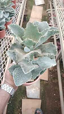 Elephant Ear Kalanchoe