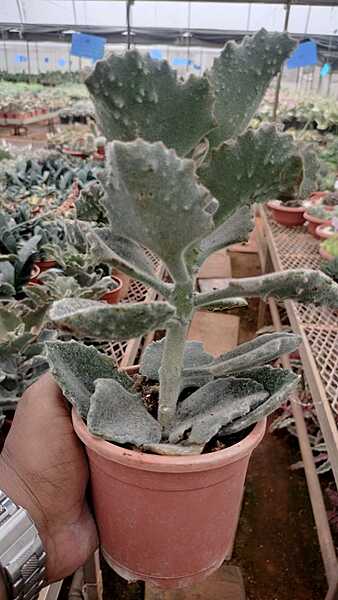 Elephant Ear Kalanchoe