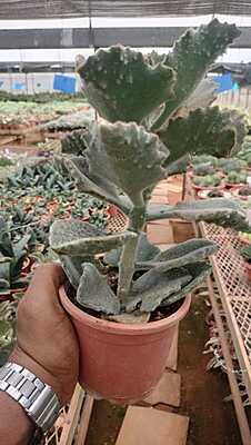 Elephant Ear Kalanchoe