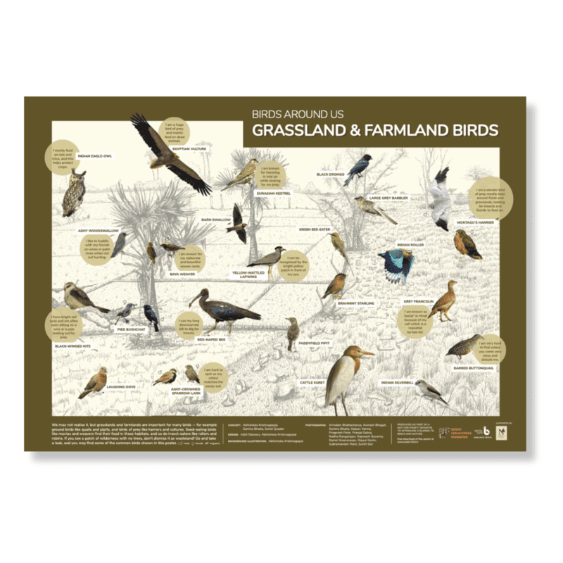 Early Bird Poster - Grassland and Farmland Birds