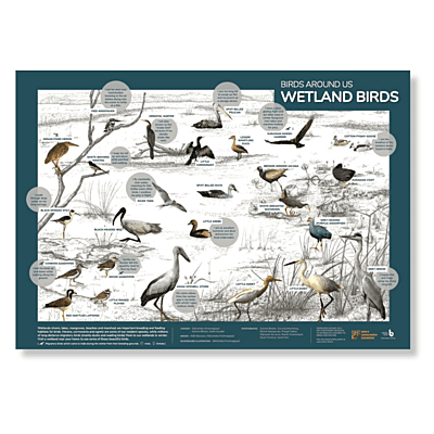 Early Bird Poster - Wetland Birds