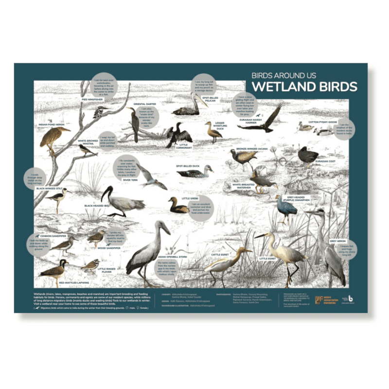 Early Bird Poster - Wetland Birds