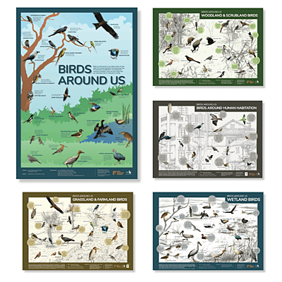 Early Bird Posters - Birds Around Us Series (All posters)