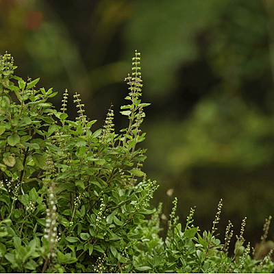 Equenatural Shampoo Tantalising Tulsi