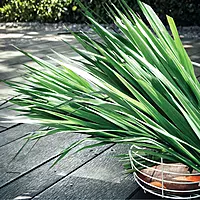 Equenatural Shampoo Wintery Vetiver
