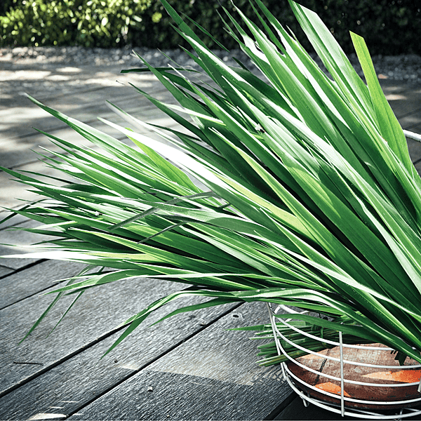 Equenatural Shampoo Wintery Vetiver