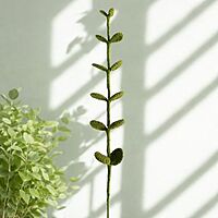 Eucalyptus Stem Large Light Green