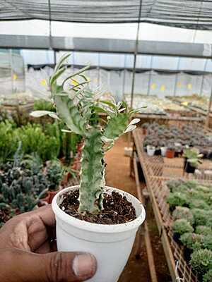 Euphorbia Lactea Variegata Euphorbia Lactea Variegata