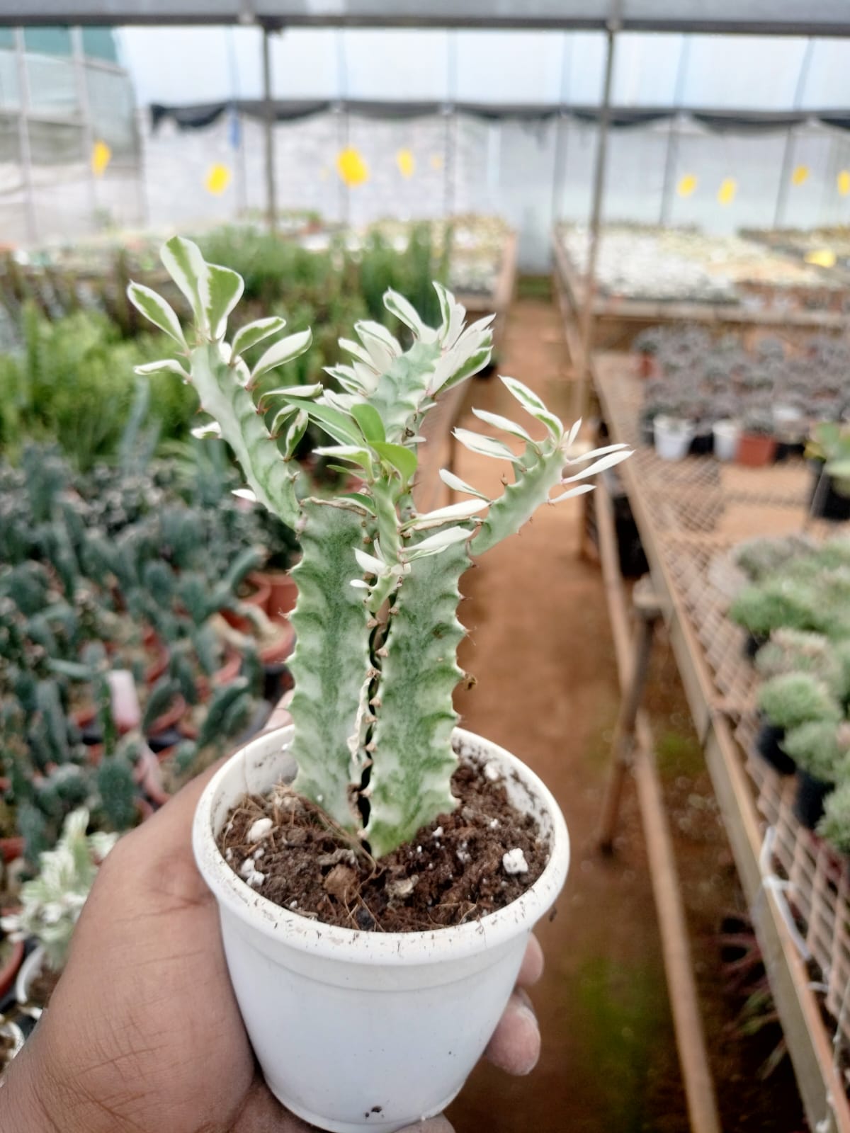 Euphorbia Lactea Variegata Euphorbia Lactea Variegata