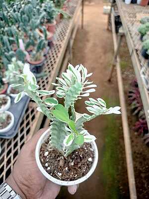 Euphorbia Lactea Variegata Euphorbia Lactea Variegata