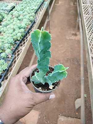 Euphorbia Trigona Euphorbia Trigona