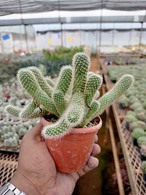 Euphorbia Trigona