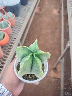 Euphorbia lactea Euphorbia lactea