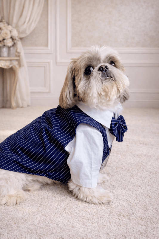 Golden White Gentleman Suit Set