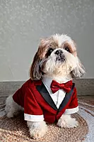 Red Shimmer Tuxedo