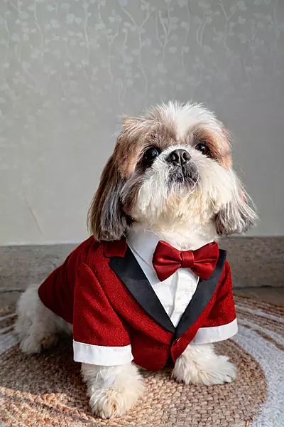 Red Shimmer Tuxedo