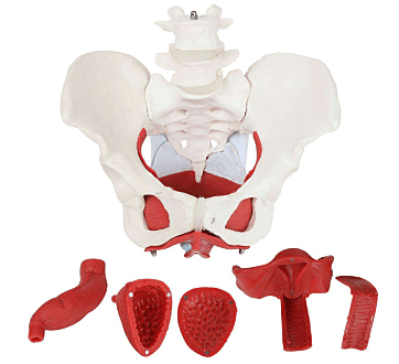 Female Pelvis Model Set