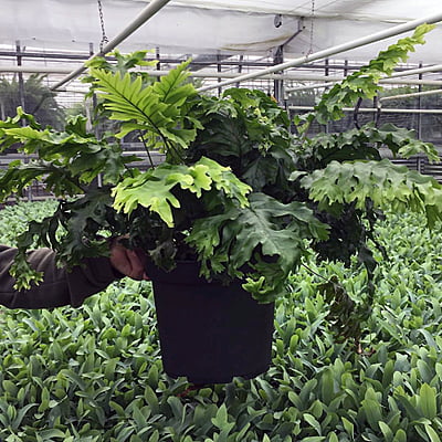 Fern Nicholas Diamond