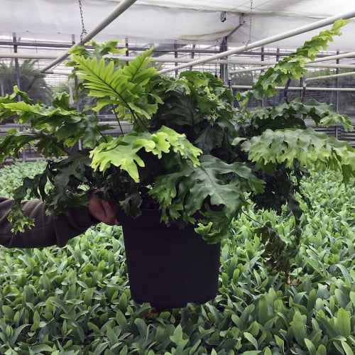 Fern Nicholas Diamond