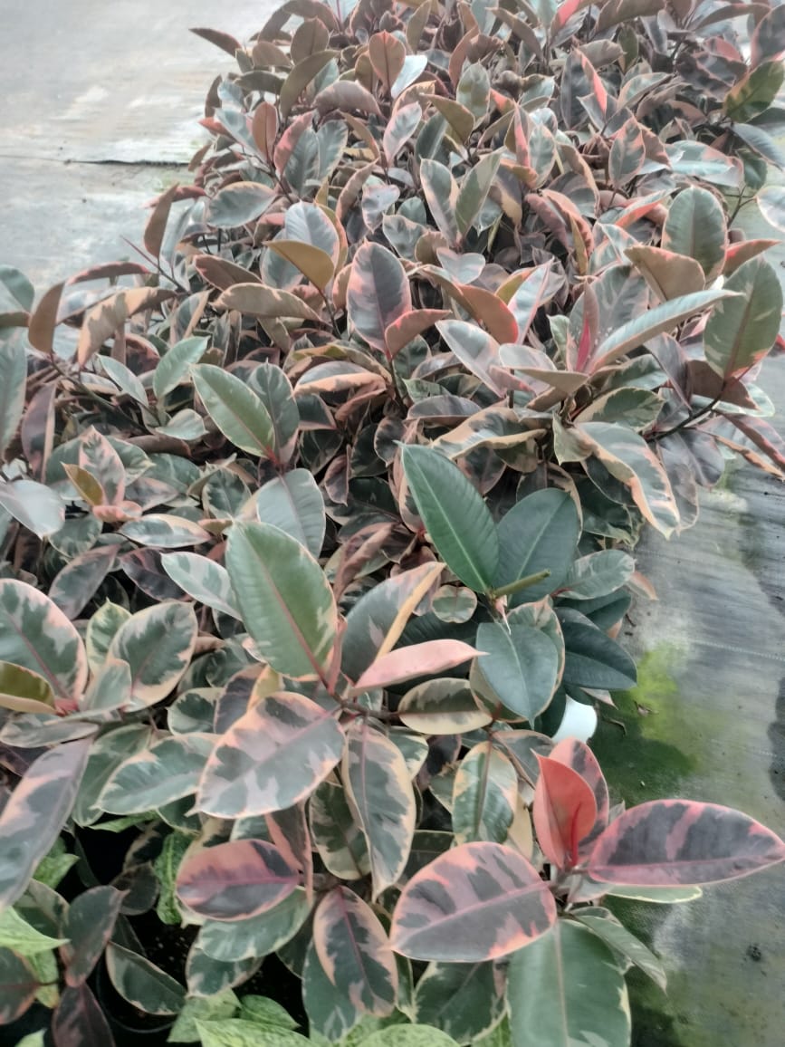 Ficus Elastica Ruby