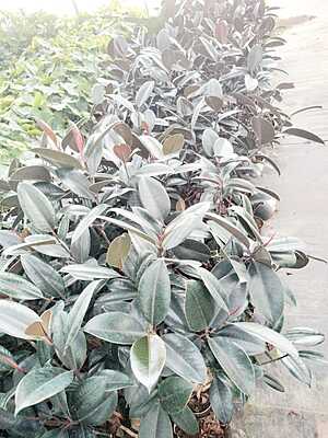 Ficus Elastica Black Ficus Elastica Black