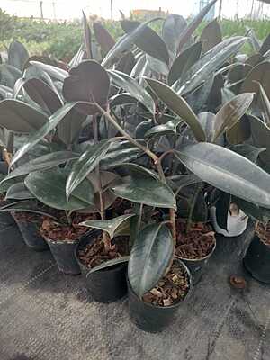 Ficus Elastica Black Ficus Elastica Black
