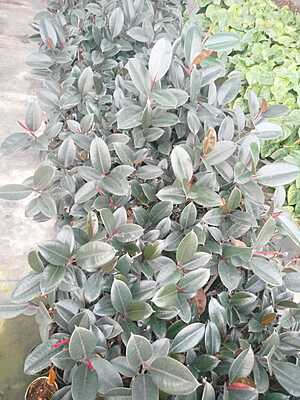 Ficus Elastica Black Ficus Elastica Black