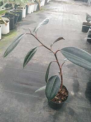 Ficus Elastica Black Ficus Elastica Black