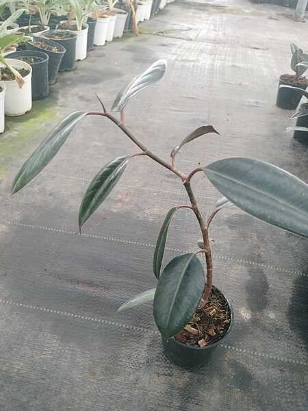 Ficus Elastica Black Ficus Elastica Black