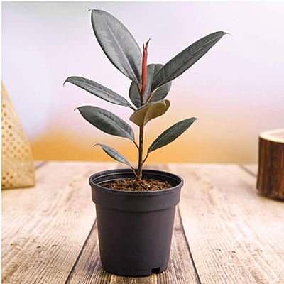 Ficus Elastica Black