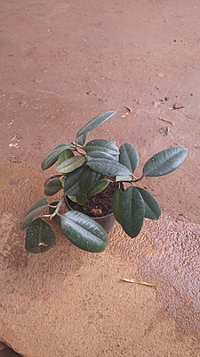 Ficus Elastica Black