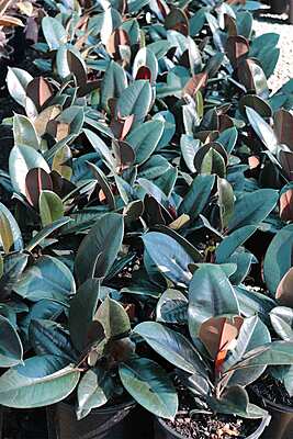 Ficus Elastica Burgundy